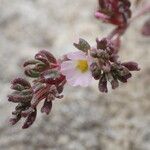 Frankenia pulverulenta Flor
