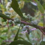 Morella cerifera Fruto