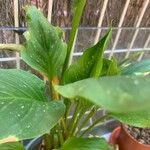 Zantedeschia albomaculata Folio