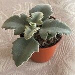 Kalanchoe beharensis Foglia