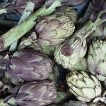 Cynara cardunculus Květ