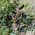 Amelanchier utahensis Frutto