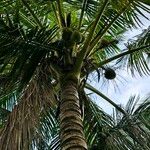 Cocos nucifera পাতা