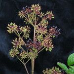 Aralia cachemirica Агульны выгляд