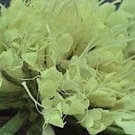 Scabiosa ochroleuca 花