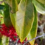 Combretum coccineum Blatt