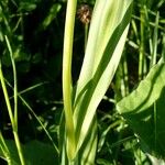 Traunsteinera globosa Hoja