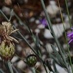 Centaurea subtilis Hoja