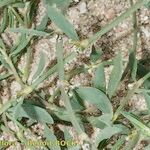 Polygonum raii अन्य