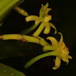 Tridactyle pentalobata Flower
