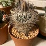 Turbinicarpus viereckii Lehti