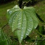 Dioscorea spiculiflora Leaf