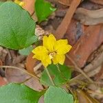 Goodenia hederacea