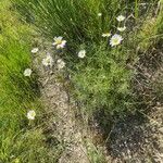 Tanacetum cinerariifolium Hábito