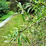 Pyrus salicifolia Leaf