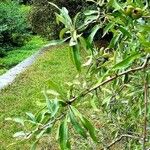 Pyrus salicifolia Liść