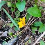 Coreopsis auriculata Цветок