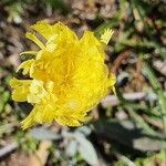 Hieracium tomentosum Flower