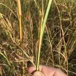 Themeda quadrivalvis Leaf