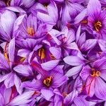 Crocus sativus Fula