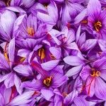 Crocus sativus Flor