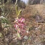 Silene bellidifolia Flower
