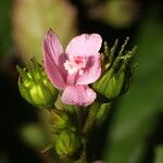 Pavonia schiedeana Květ