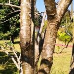 Jatropha curcas Bark