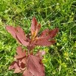 Sassafras albidum Leaf