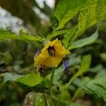 Physalis philadelphica ফুল