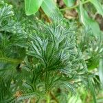 Selaginella sinuosa Leaf