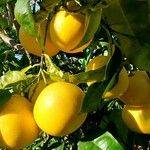 Citrus maxima Gyümölcs