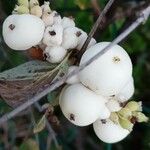 Symphoricarpos albus Fruto