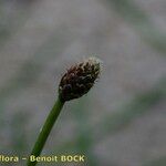 Eleocharis ovata Fruit