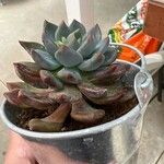 Echeveria affinis Ліст