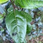 Viburnum tinus Leaf