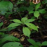 Dorstenia psilurus Folha