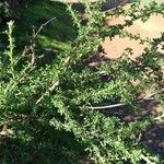 Adenocarpus telonensis Leht