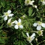 Ranunculus platanifolius Fula