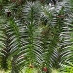 Cunninghamia lanceolata पत्ता