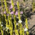 Striga gesnerioides Blüte