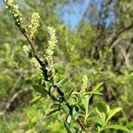 Salix sitchensis Flower
