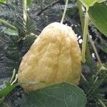 Sechium edule Φρούτο