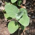 Sideritis macrostachyos Blad