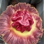 Amorphophallus paeoniifolius 花