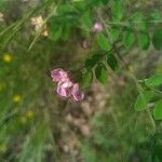 Lathyrus niger Flor