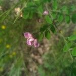 Lathyrus niger 花