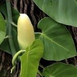 Philodendron hederaceum  var kirkbridei 花