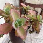 Kalanchoe laetivirensList