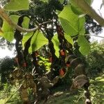 Erythrina amazonica Fruit